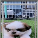 멍멍이천국 이미지