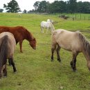 종화목장 이미지