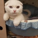 디어마이펫(DEARMYPET) 이미지