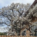 연희네슈퍼(영화 1987 촬영지) | (목포여행) 연희네 슈퍼 1987 영화 촬영지.시화골목. 시화마을. 보리마당.