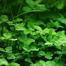 네잎클로버 이미지