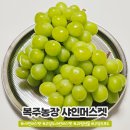 복주농장 | 맛있는 샤인머스캣 복주농장 고당도샤인머스켓 찐맛탱이다!!