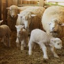 해인목장 이미지