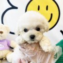 베베독 강아지분양 대구본점 이미지