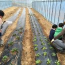 인동농장 이미지