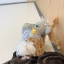 광주 애견유치원 애견호텔 플레이멍 | 강아지를 위한 특별한 공간, 플레이멍 광주애견유치원 &amp; 애견호텔 🐶🏡