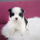 내 품안의 반려견(강서점) 이미지