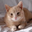 동현24시동물병원 | 청주 고양이 병원 고양이 대퇴골 골절 교정 수술 후기