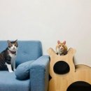 펫바보