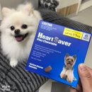 미남역동물약국 | [강아지 하트세이버] 강아지 심장사상충 예방 내부구충제 #하트가드카피약 #강아지하트세이버