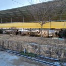 평촌목장 이미지