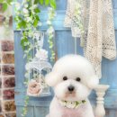 딜루디움 이미지