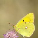 나비초등학교 이미지