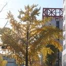 서해쭈꾸미 | [기록_식당투어] 또간집 여의도 국회의사당 서해쭈꾸미 후기 (feat.점메추)