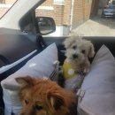 순돌이네펫택시 이미지