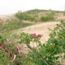 모래언덕 이미지