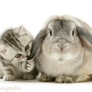 치매예방 인지놀이 이미지