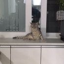 바버멍 이미지