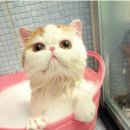 목욕하는고양이 이미지