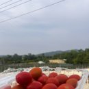 철수 농장 | 포항 비손농장 캠핑 봄 캠핑 아이들이랑 함께 가기 좋은 캠핑장