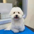 Mong's(몽'스) | 일산 애견 미용 몽스 - 꼬똥 미용 이몽💙