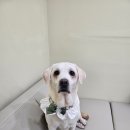 쵸코네묭실 이미지