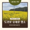 송계로 | 무안 송계해변 도리포 유채꽃 명소 방문후기 및 주차정보