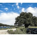 영풍 단촌리 느티나무 이미지