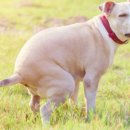 배변의기술 이미지