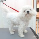 조은애견미용 이미지