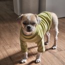 부산동물보호센터 유기견 입양 후기, 사지 말고 입양하세요 🐶