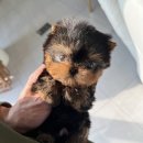 바닐라 퍼피 이미지