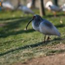 우포따오기 사진전 이미지