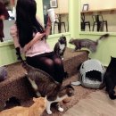 토론토 캣 이미지