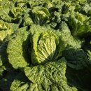 온누리유치원 이미지