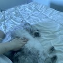 피자마루(노은점) 이미지