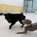 댕편한세상 네이버블로그