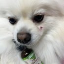 세인트벨 인터내셔날 이미지