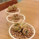 종지농장 이미지