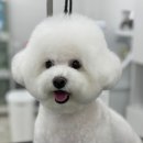 로에펫 이미지