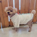 러블리독 이미지