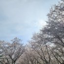 봄나들이 | 파주 벚꽃 명소 오산리기도원 봄 나들이 후기