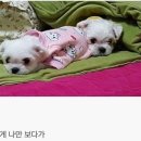 개바라기 Daum카페
