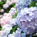 여주-0051 | 거제도 수국명소 저구항 파란대문집 다 가봤다