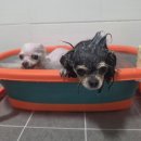 백발마녀 | 발사탕 걱정 끝 ! 19종 약초와 허브로 만든 저자극 양용비누 자운베리솝 찐 사용후기 (feat.설거지비누)