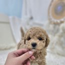 예뿌댕 이미지