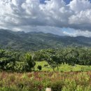 조아라 플라워 이미지