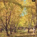 평안한치길 이미지