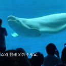 [영상] 거제씨월드는 흰고래 벨루가를 바다로 방류하라 이미지
