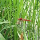 고추잠자리 이미지